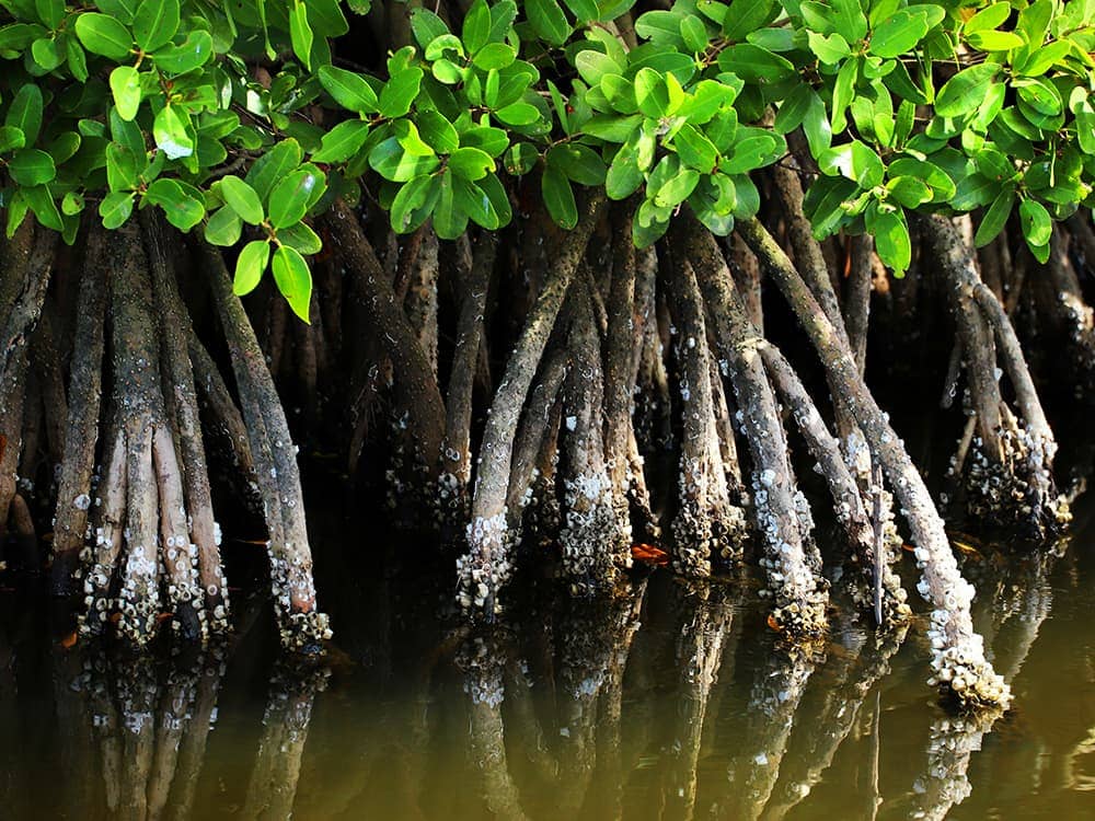 Mangroves