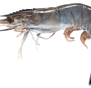 Head-on Shell-on Shrimp (HOSO)